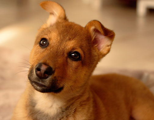 Hund auf Blumenwiese kleiner hund